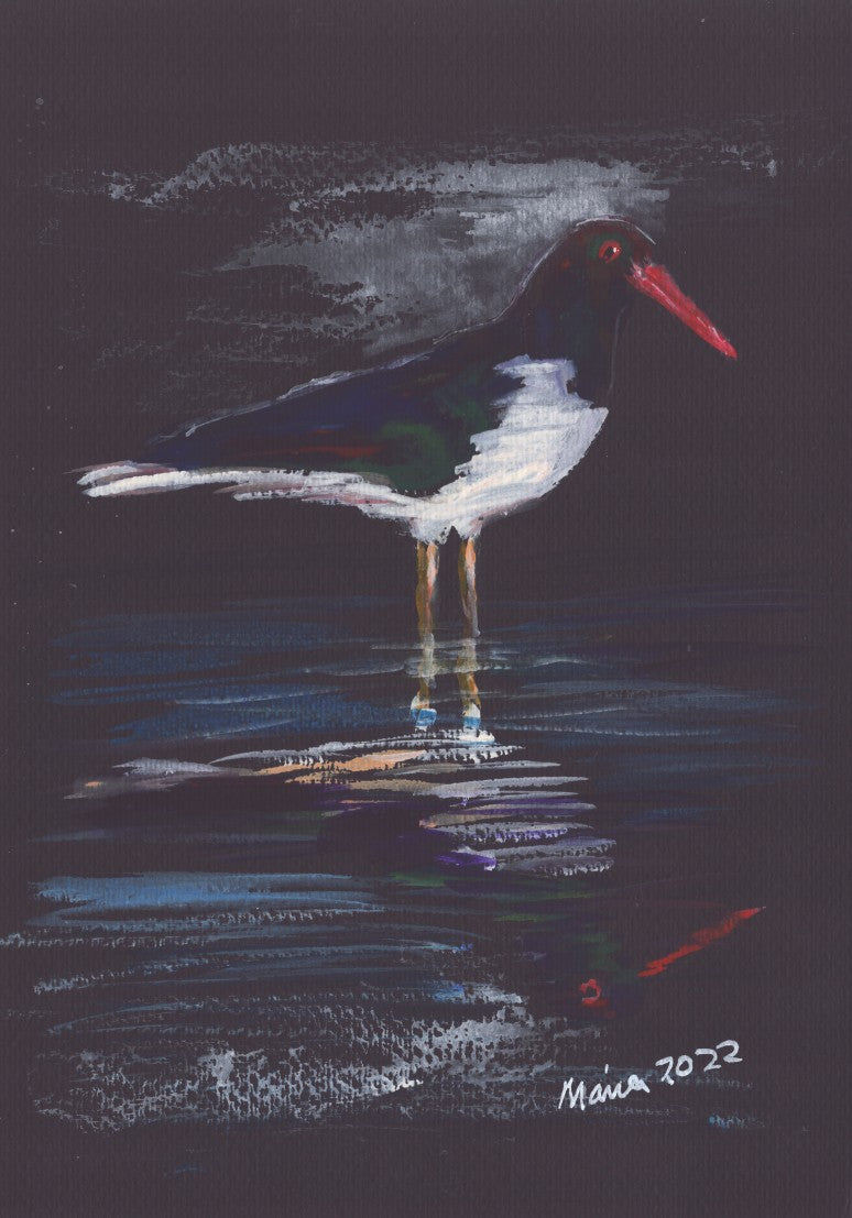 Gouache painting on black watercolor paper depicting an oystercatcher, a black-and-white bird with a bright red beak, standing in shallow water. Its reflection is visible in the still water, with the mild colors of the bird contrasting against the vibrant red beak and the black paper background. The artwork is A4 in size.