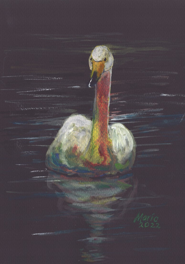 Gouache painting on black watercolor paper of a delicate white swan with an orange-tinted neck and a yellow and black beak. The swan is swimming in still water, its reflection clearly visible. The artwork is A4 in size.