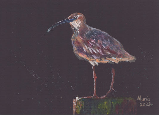 Whimbrel, A4 Landscape